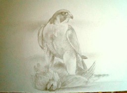 pencil sketch